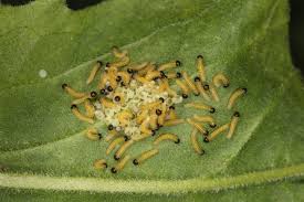 Attēlu rezultāti vaicājumam “Pieris brassicae larva”