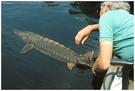 Image result for Acipenser oxyrinchus oxyrinchus