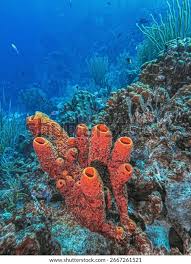 Attēlu rezultāti vaicājumam “Tubifera applanata sessile”