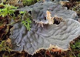 Attēlu rezultāti vaicājumam “Peltigera canina”