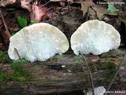 Attēlu rezultāti vaicājumam “Climacocystis borealis”