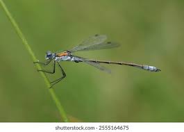 Attēlu rezultāti vaicājumam “Lestes dryas female”