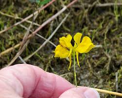 Attēlu rezultāti vaicājumam “Utricularia minor bud”