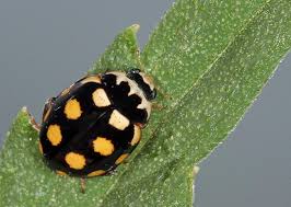 Attēlu rezultāti vaicājumam “Coccinula quatuordecimpustulata”