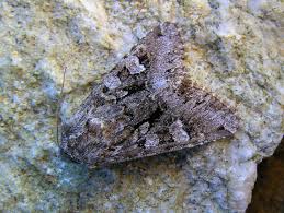 Attēlu rezultāti vaicājumam “Papestra biren”