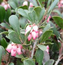 Attēlu rezultāti vaicājumam “Exobasidium uvae-ursi”