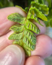 Attēlu rezultāti vaicājumam “Calliergonella cuspidata”