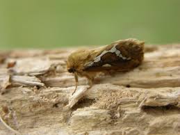 Attēlu rezultāti vaicājumam “Hepialus lupulinus”