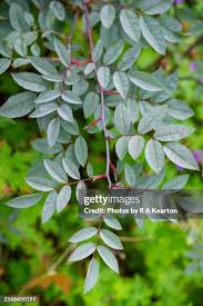Attēlu rezultāti vaicājumam “Rosa glauca leaf”