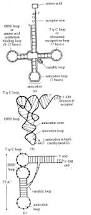 Image result for the end of the t-loop structure