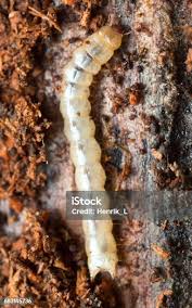 Attēlu rezultāti vaicājumam “Cucujus cinnaberinus larva”