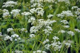 Attēlu rezultāti vaicājumam “Pimpinella saxifraga flower”