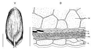 Attēlu rezultāti vaicājumam “Corispermum hyssopifolium fruit”