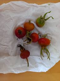 Attēlu rezultāti vaicājumam “Anemone sylvestris fruit”