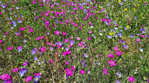 Attēlu rezultāti vaicājumam “Dianthus deltoides”