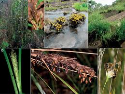 Attēlu rezultāti vaicājumam “Blysmus compressus fruit”