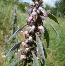 Attēlu rezultāti vaicājumam “Leonurus quinquelobatus leaf”