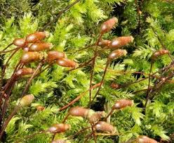 Attēlu rezultāti vaicājumam “Brachytheciastrum velutinum sporophyte”