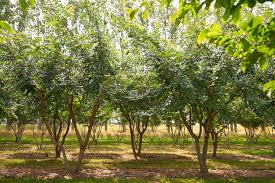 Attēlu rezultāti vaicājumam “Ulmus minor f. suberosa”