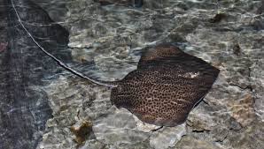 Image result for Himantura uarnak