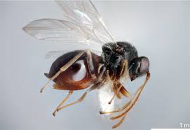 Attēlu rezultāti vaicājumam “Cynipidae”