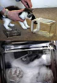 Kuvahaun tulos haulle bonsaikitten