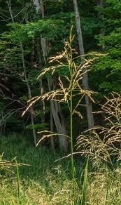 Attēlu rezultāti vaicājumam “Glyceria maxima leaf”