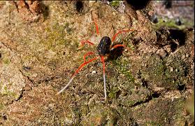 Attēlu rezultāti vaicājumam “Acari”