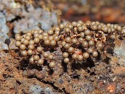 Attēlu rezultāti vaicājumam “Diderma floriforme macro”