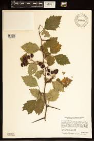 Attēlu rezultāti vaicājumam “Crataegus chrysocarpa”