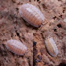 Attēlu rezultāti vaicājumam “Oniscus asellus”