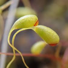 Attēlu rezultāti vaicājumam “Funaria hygrometrica sporophyte”