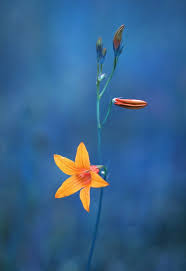 Attēlu rezultāti vaicājumam “Campanula patula flower”