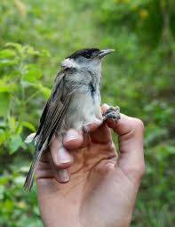 Attēlu rezultāti vaicājumam “Sylvia atricapilla male”