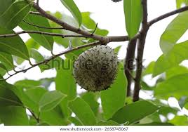 Attēlu rezultāti vaicājumam “Libanotis montana fruit”