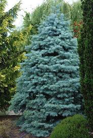 Attēlu rezultāti vaicājumam “Abies concolor”