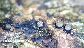 Attēlu rezultāti vaicājumam “Licea minima macro”