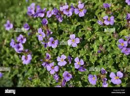 Attēlu rezultāti vaicājumam “Aubrieta deltoidea”