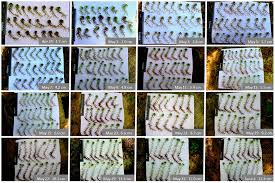 Attēlu rezultāti vaicājumam “Sphagnum riparium”