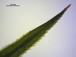 Attēlu rezultāti vaicājumam “Polytrichastrum longisetum”