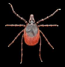 Attēlu rezultāti vaicājumam “Ixodes female”