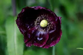 Image result for Papaver somniferum Black