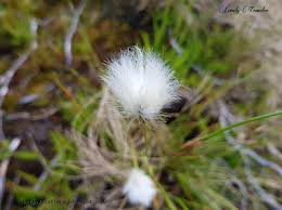 Attēlu rezultāti vaicājumam “Eriophorum angustifolium fruit”