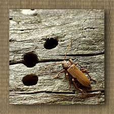 Attēlu rezultāti vaicājumam “Criocephalus rusticus”