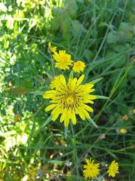 Attēlu rezultāti vaicājumam “Tragopogon pratensis subsp. pratensis flower”
