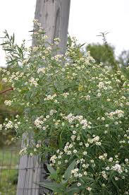 Image result for Aster lanceolatus