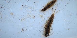 Attēlu rezultāti vaicājumam “Ephemeroptera larvae”