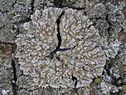 Attēlu rezultāti vaicājumam “Physconia distorta”