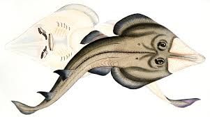 Image result for Rhinobatos rhinobatos