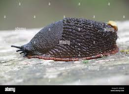 Attēlu rezultāti vaicājumam “Arion lusitanicus”